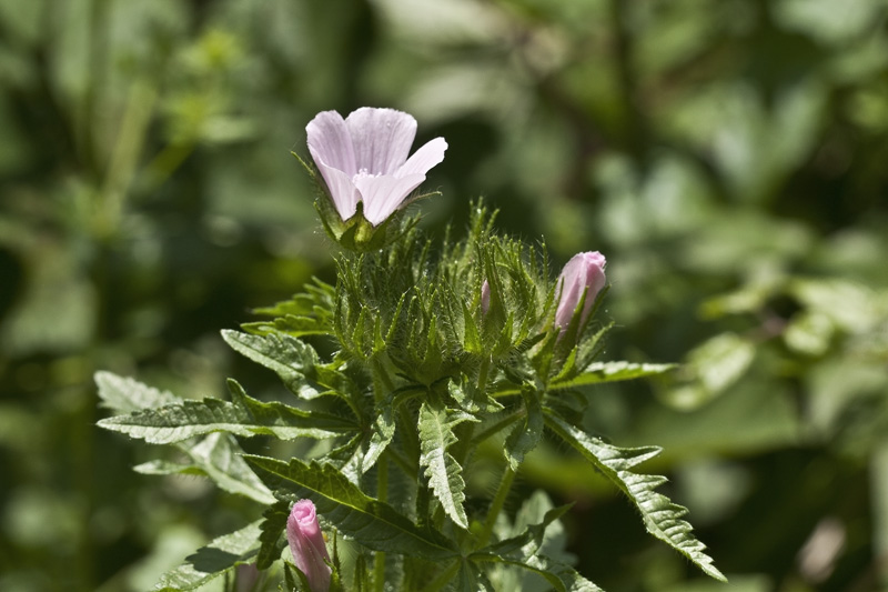 Althaea hirsuta